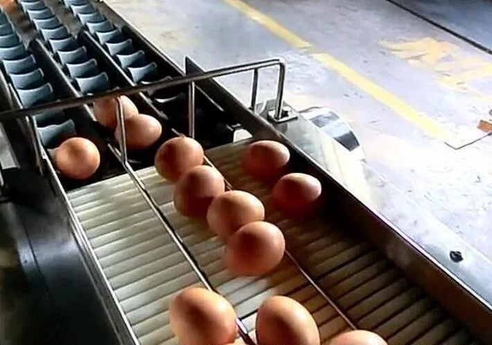 завод окское яйцо. машина для сортировки яиц мини. сортировка яиц. машина для сортировки яиц ритм 16-6. сортировка яиц на птицефабрике.