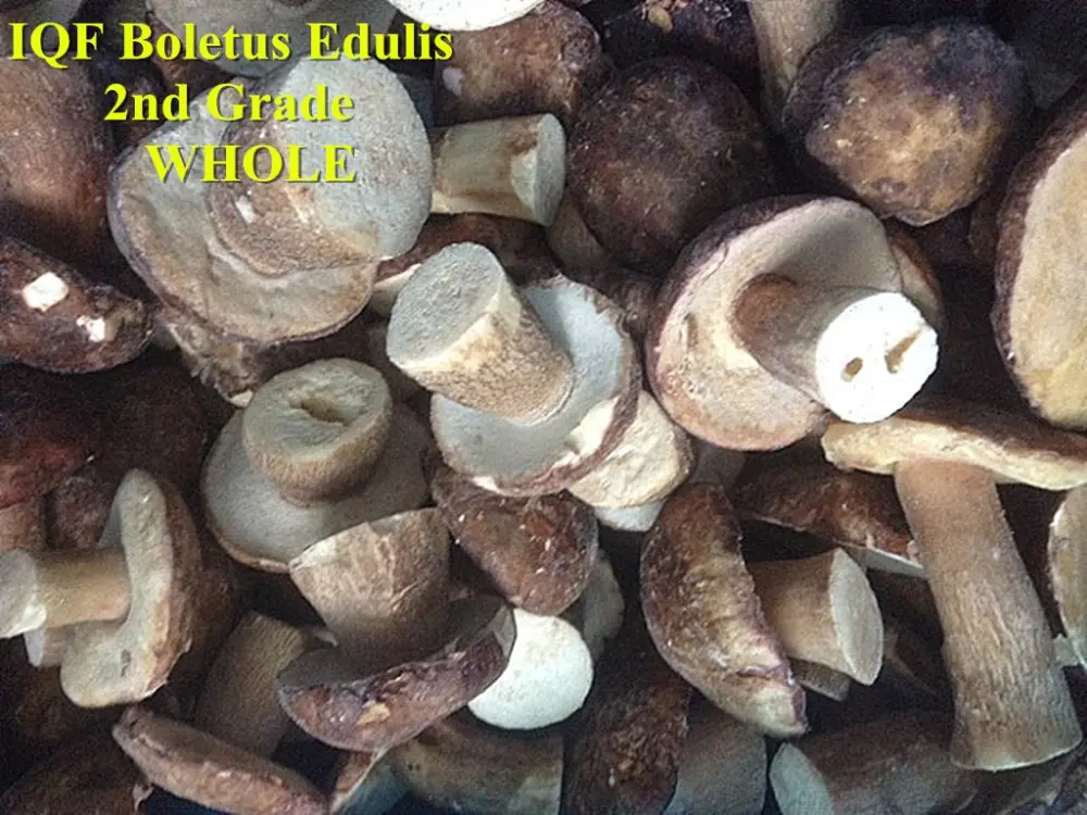 IQF BE 2nd WHOLE .jpg