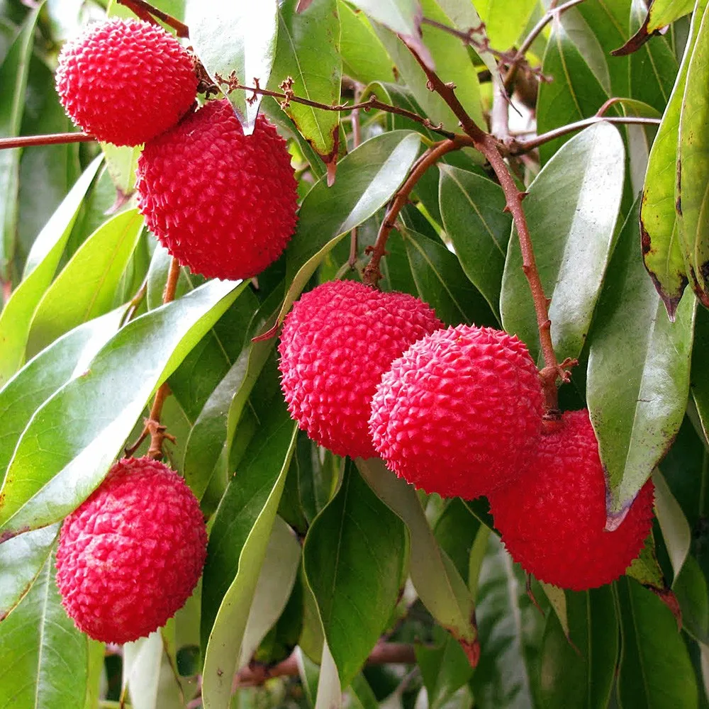 Plant Farm Wholesale Fruit Seedling Litchi Chinensis