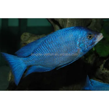 Taiwan Akuarium Ikan Cichlid Putih Lip Hap Buy Hidup Ikan Hias