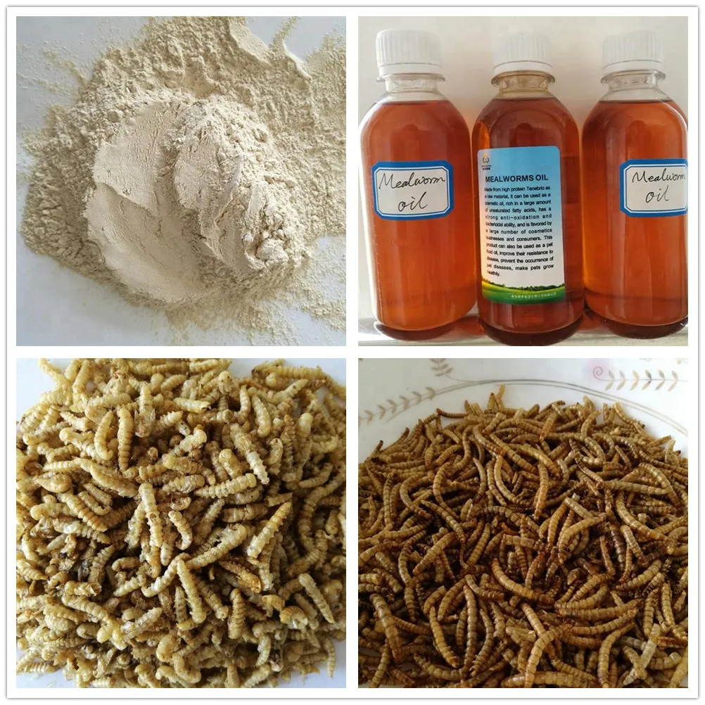 Insect Powder For Shrimp And Fish Dried Yellow Mealworm Powder Buy Mealworm Powder,Pure With