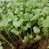 Health vegetable broccoli sprouting seeds for micro greens