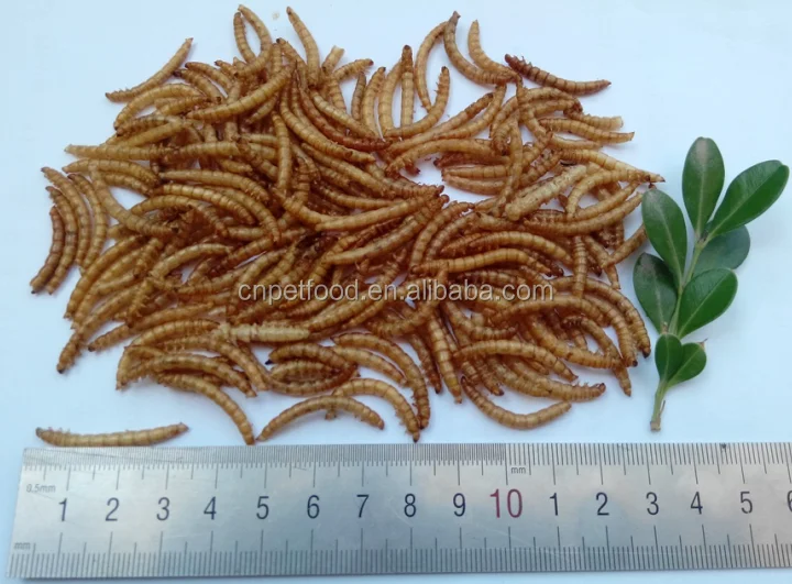 Wholesale Meal Worms Dried Poultry Feed Dried Mealworms Buy Dried Mealworm,Wholesale Dried