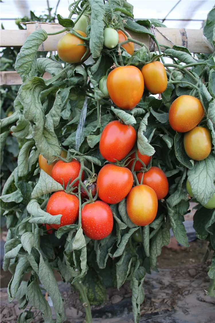 Indeterminate Hybrid Vegetable India Newton F1 Hybrid Tomato Seeds From
