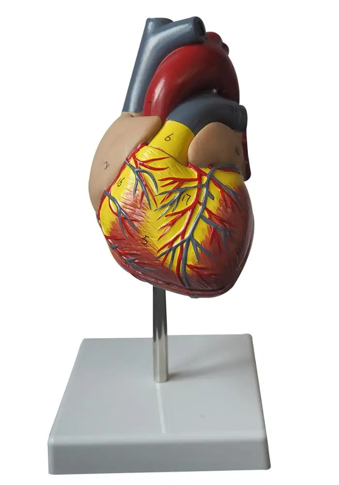 1:1 2 部分医学解剖人体心脏模型