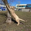 OEM 3d art cat paper sculpture for garden decoration