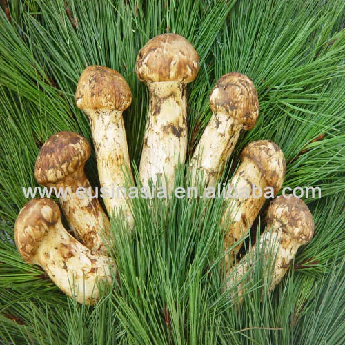Fresh Matsutake Mushroom From New Crop For Japanese Market Buy