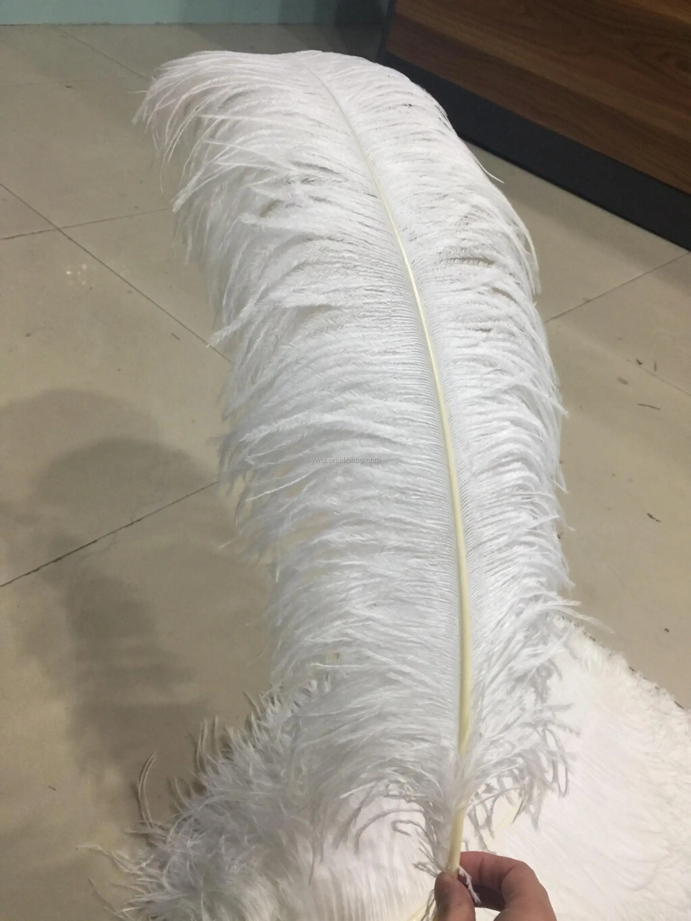 ostrich wing feathers