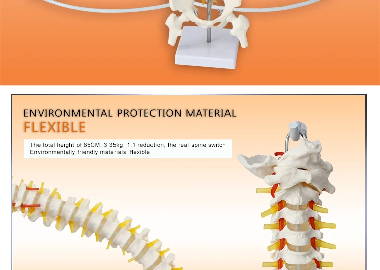 3 Anatomical model spine.jpg