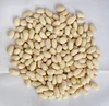 peanut importer blanched peanuts importer