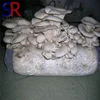 Cultivating grey oyster mushroom spores mycelium