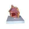 Anatomical Sinus Model/Nose model