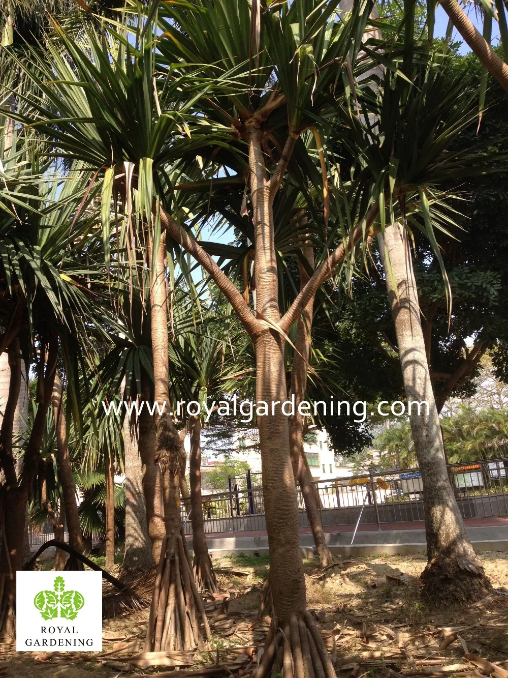 Pandanus Utilis High 45m Landscaping Tree Buy Landscaping Tree