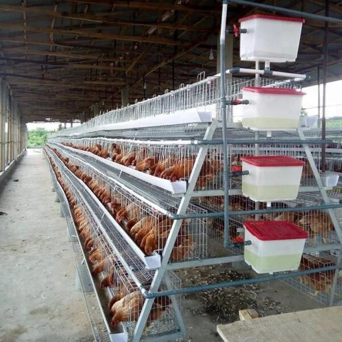 hen cagess