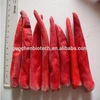 BEST PRICE and Pepper suitable for making kimchi Fresh and Frozen Beijing red chili
