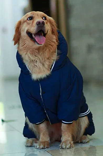 dog clothes for golden retrievers