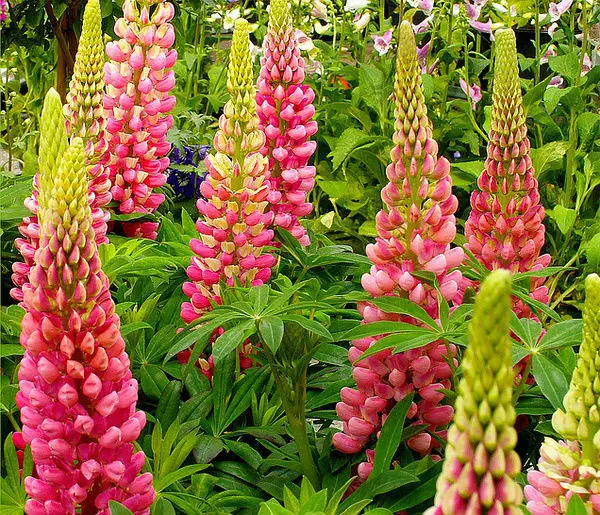 White Blue Pink Yellow Red Purple Lupin Seeds Lupinus Albus Seed ...