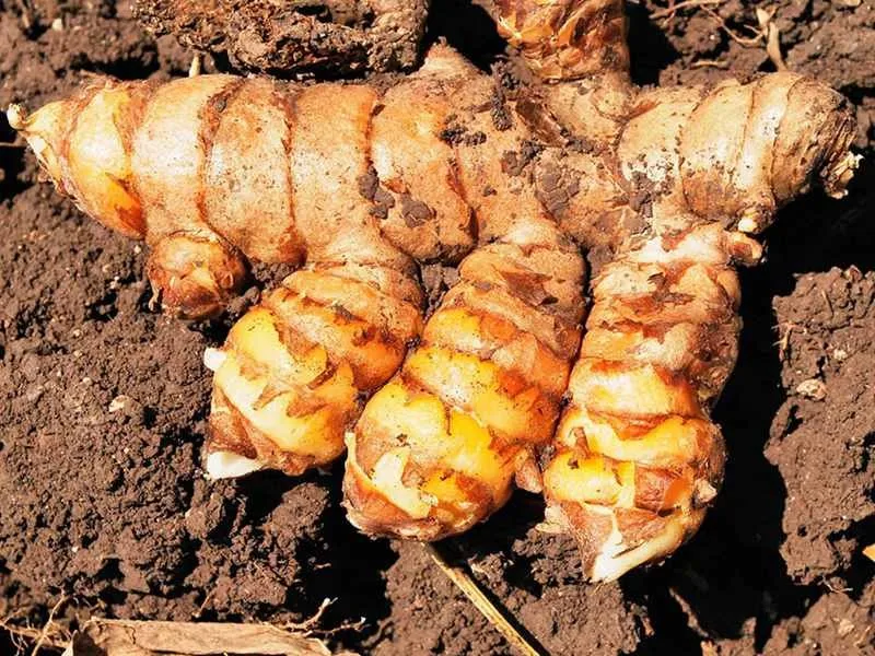 turmeric powder curcumin extract price 5.jpg