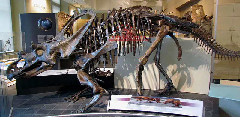 buy dinosaur skeleton real