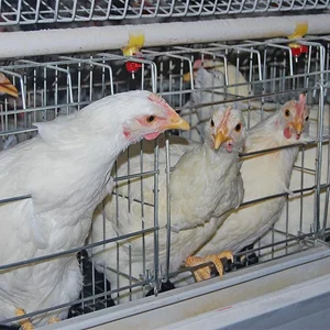 Chicken Cage In Tamil Nadu Chicken Cage In Tamil Nadu Suppliers And