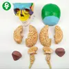Eight Brain Anatomical Models of Skeletal Model of Color Skull Model