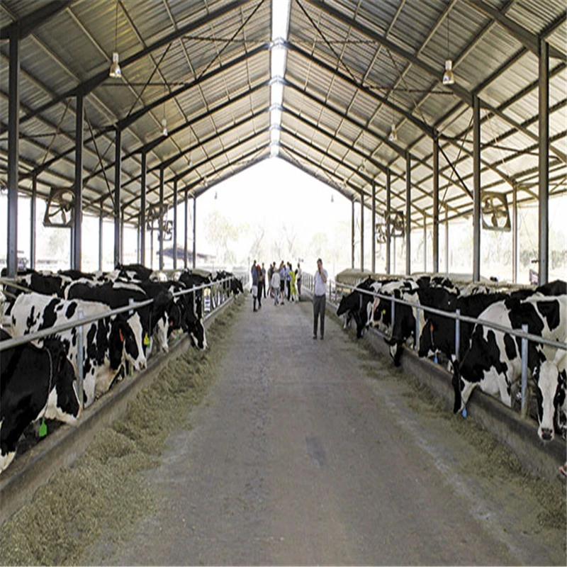 Prefabricated Warehouse Light Steel Structure Cow Farm Building For