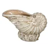 Incredible promotional exotic brand new sea conch shell