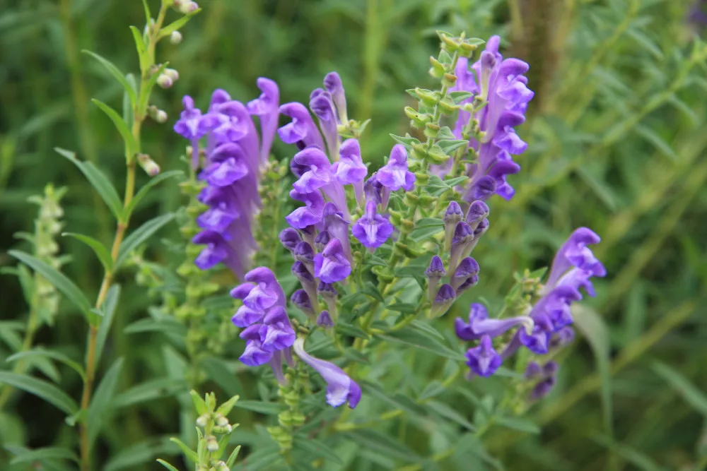 100 Natural American Skullcap Herb Extract Powder Scutellaria