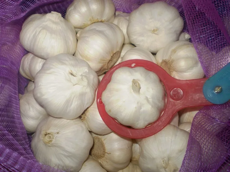 Normal White Garlic bulbs available for Shipment