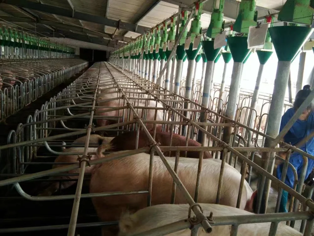 China Factory Animal Cage Hot Galvanized Pig Gestation