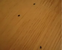 wood-lacquer.jpg