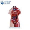 Human 45 CM Unisex 3D Torso model with internal organs, 23 Parts Human Body anatomy Model,Medical Anatomical Model