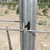New types Plantations Vine Plants galvanized vineyard trellis post