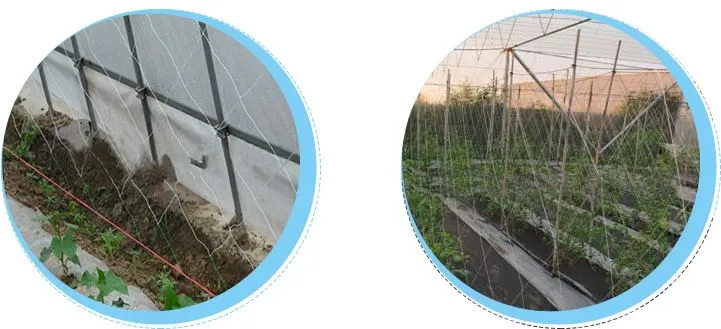 100% reines Landwirtschaft Net, gemüse Net, gurke Net