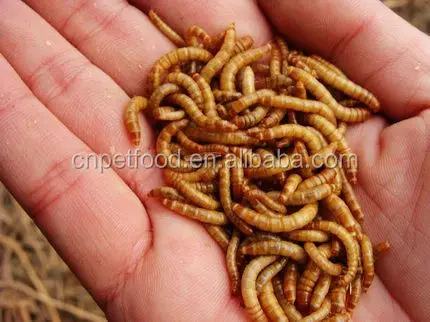 microwave dried mealworm in color bag bird food