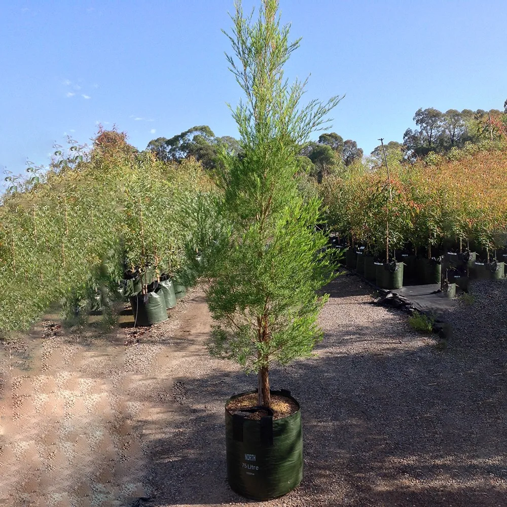 Whitecream Flower Color Real Live Arbor Plant Black Teatree Melaleuca