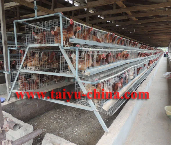 Taiyu Layer Chicken Houses For Sale In Kenya Buy Layer Chicken Houses