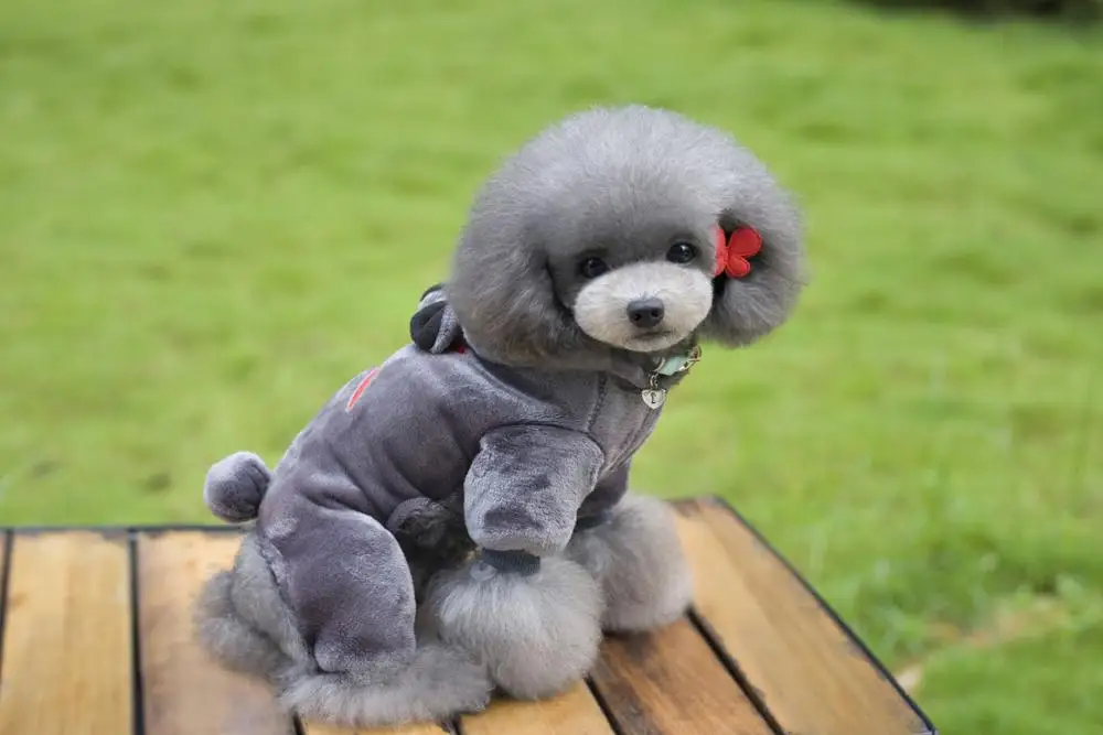 High Quanlity Duffy Bear Display Pet Clothes