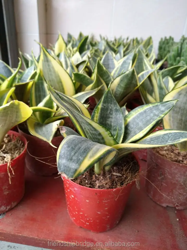 sansevieria hahnii (3).jpg