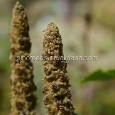 Mao Rui Hua Dried Woolly Mullein Herb Spice Plant Flannel Mullein - Buy