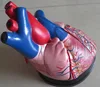 307 Human Jumbo Heart model