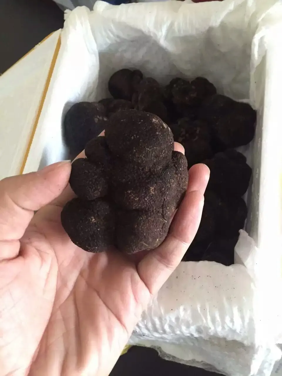 Detan Fresh Wild Black Chinese Trüffel Zu Verkaufen Buy Schwarz