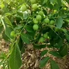 thin skin high quality Chandler Walnut tree grafted saplings seedlings