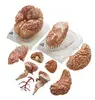 High Quality Brain Anatomy Mode Anatomy Brain Model Brain Model for medical teaching