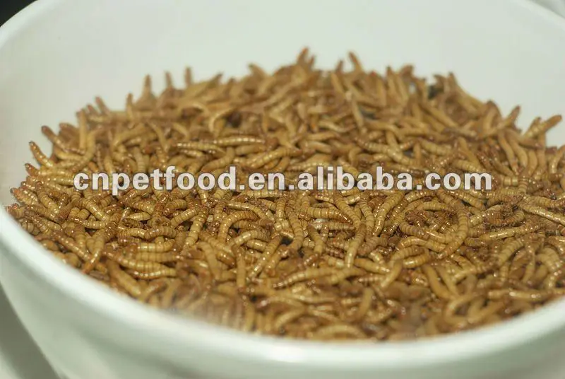 Live Giant Mealworm Fish Baiting Buy Live Worm Fishing Bait,Fishing