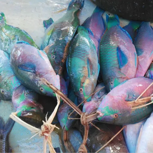 Whole Round Frozen Parrot Fish Price Buy Frozen Fish,Parrot Fish,Seafood Product on