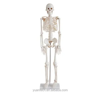 human skeleton toy