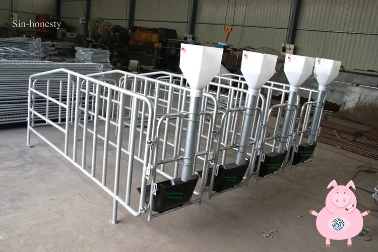 Automatic Pig Feeding System Save Time And Labor For Pig Farm Buy Pig