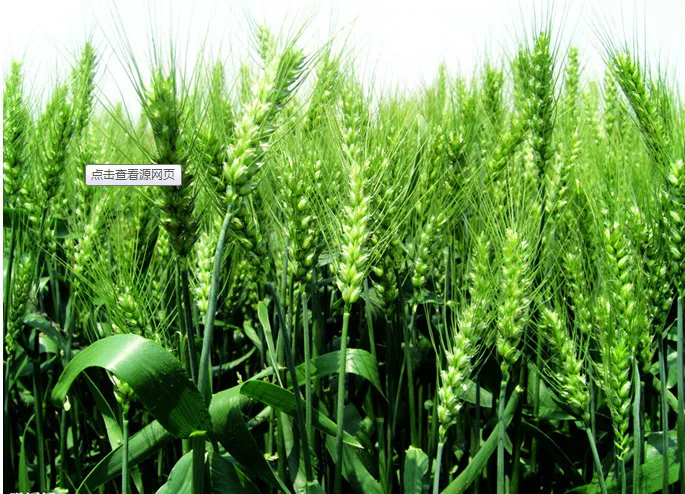 Agricultural Grade Super Absorbent Polyme Polyacrylate gel for High Yield Crops