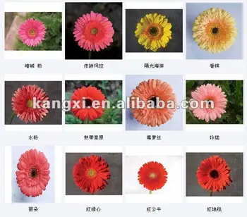 Gerbera semi di tutti i tipi di colore buy gerbera semi,semi di ... Tutti i tipi di colori